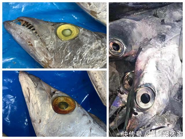 带鱼,黑眼睛和黄眼睛哪种好吃?内行人教你3招,带鱼肥厚又新鲜
