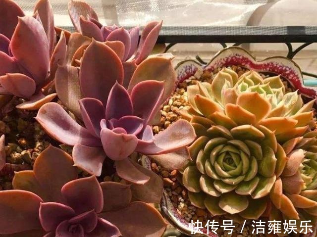 花盆|多肉变老桩，选盆不能凑合，用大盆效果差，教你不用颗粒土养好