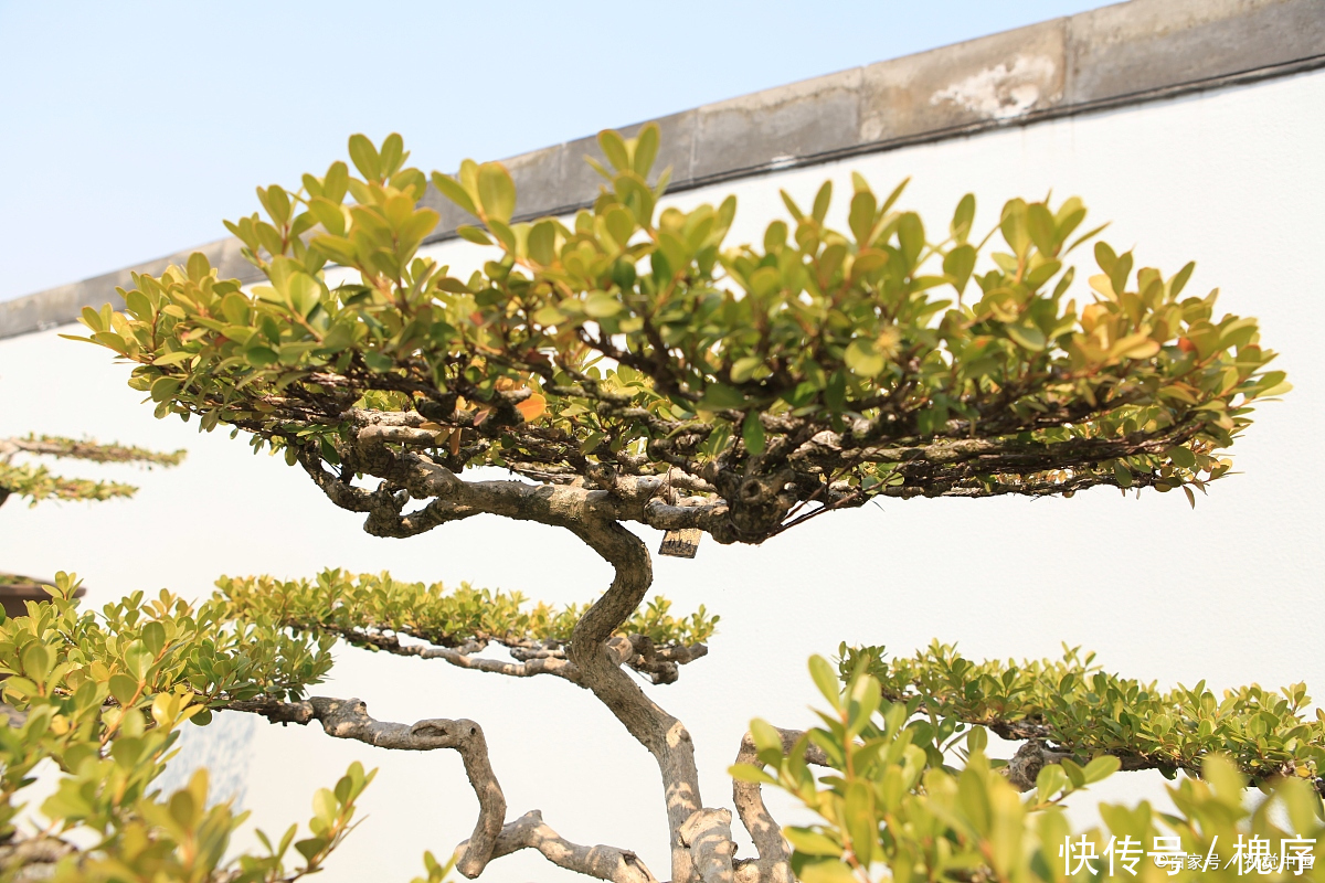 3万买棵盆景树,有人说不值,绿化带里大把,你觉得呢?