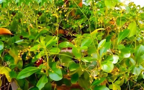 野菜|乡下野外一种植物,当野菜吃,食用价值高,营养很丰富