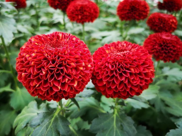 喜欢养花,不如养盆“十大名花”菊花,开花爆盆好养活,艳压群芳