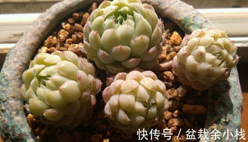 浇水|秋季给多肉浇水,掌握住这4个小技巧,爆盆肥叶很简单