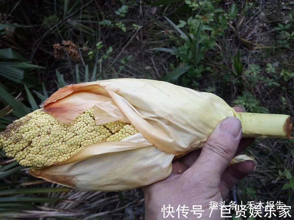 棕包|长树上的“鱼籽”，生熟都能吃，曾是穷人的救命粮，炖鸡是一绝