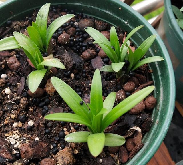 好养、好美的“4种花”，种下就活，连年开花，能养一辈子