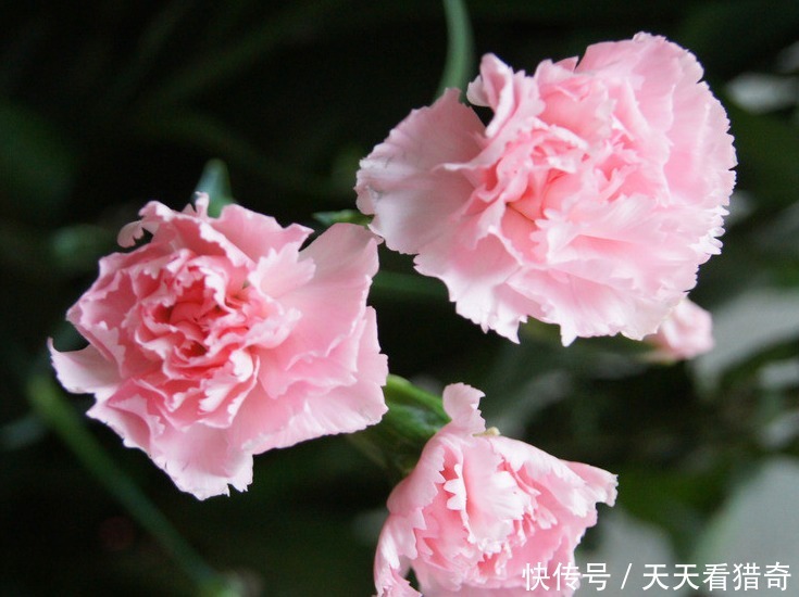 此花端庄大方,淡淡清香,是女人的好运礼物,寄托了思念之情