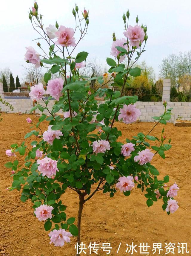 花量|6种冷门月季，看一眼就中“毒”，没养的人都后悔了！