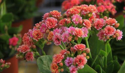 长寿花开败后,给它“理个发”,喂点大补肥,还能再开一茬花!