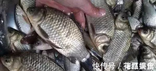 鸡蛋黄|只要5个蛋,能把整个鱼塘钓光光,莫不信,新手用了一天钓258斤