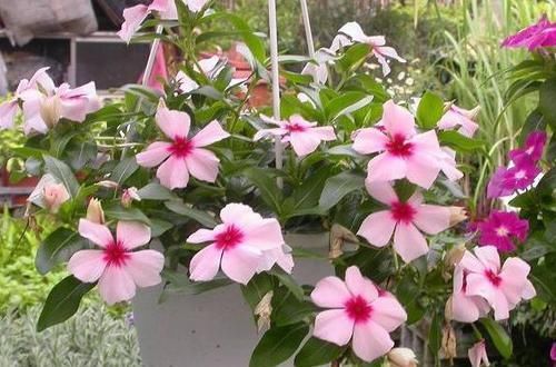 阳台养花，选用“创意花盆”，比摆放“百样花”还好看