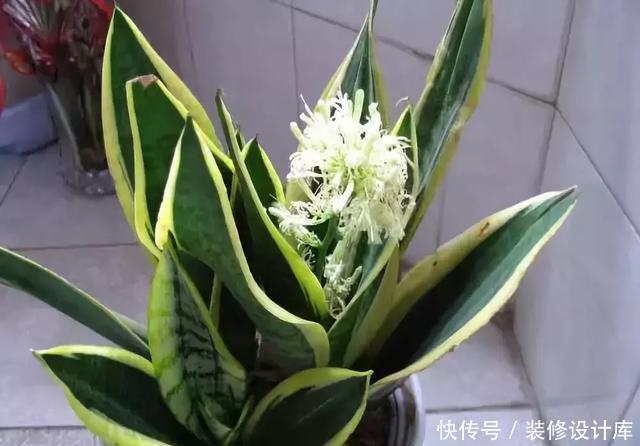 生长|卫生间放一盆这个植物,异味全跑光,绿意盎然又芬芳