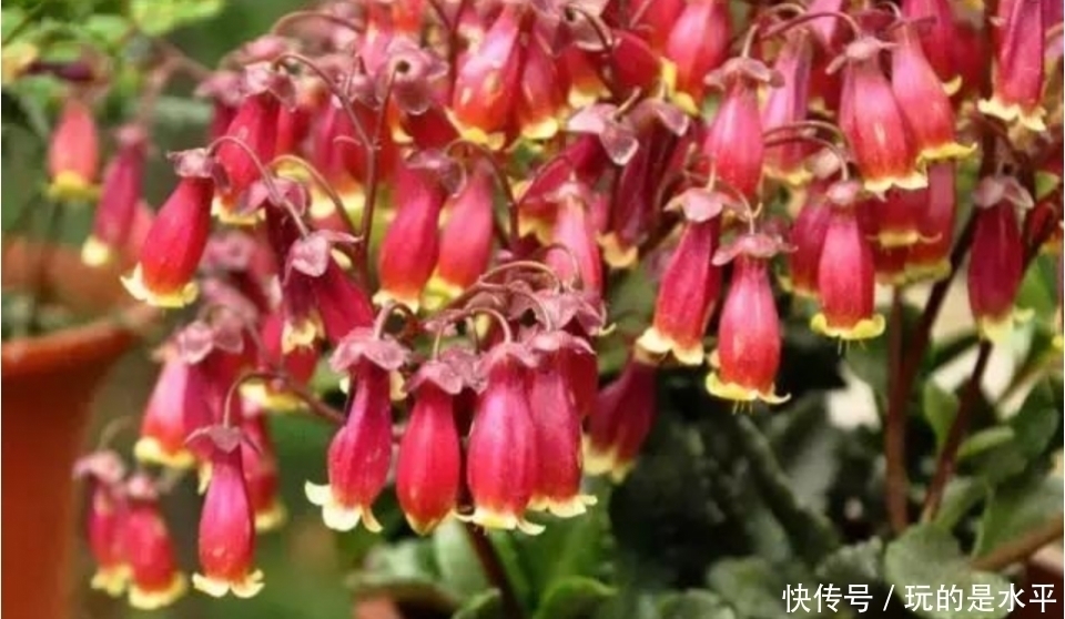 4种花最适合阳台养，好养又漂亮，花朵开满枝头，一开就是300天！