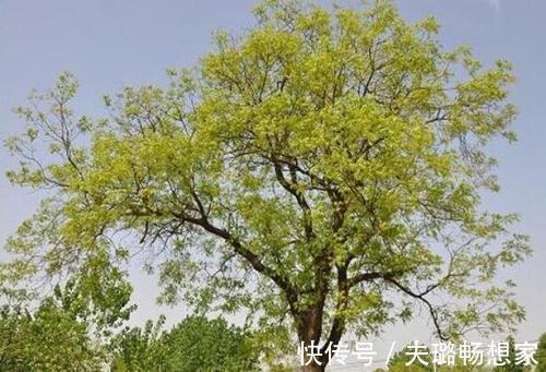 这野草带刺，牲畜见到绕着走，叶片晒晒能做肥皂