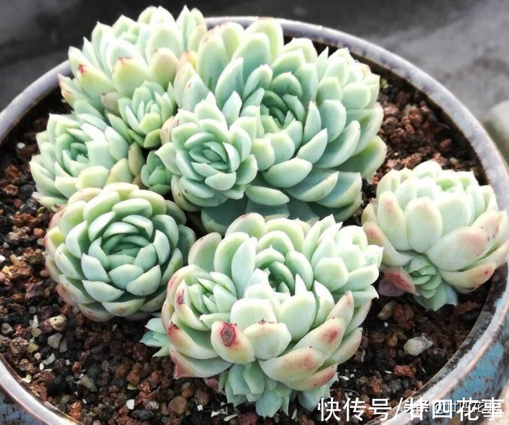 3种多肉香气浓，入冬易开挂，发侧枝爆小崽，变成群生小老桩