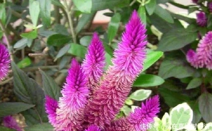 野草|农村经常见到的这种野草,却有大功效,遇见了一定要手下留情