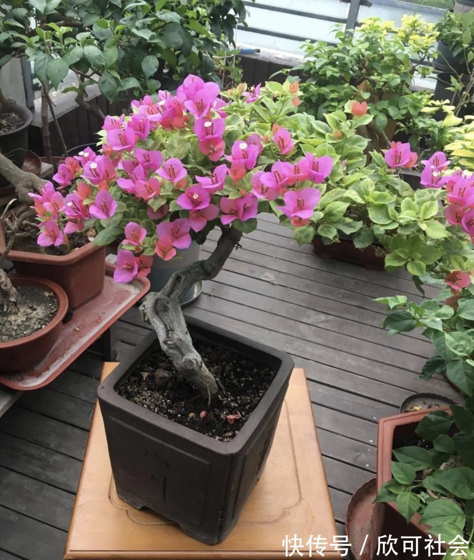 养了10年的三角梅，一年“修剪”5、6次，变成“老桩”盆景