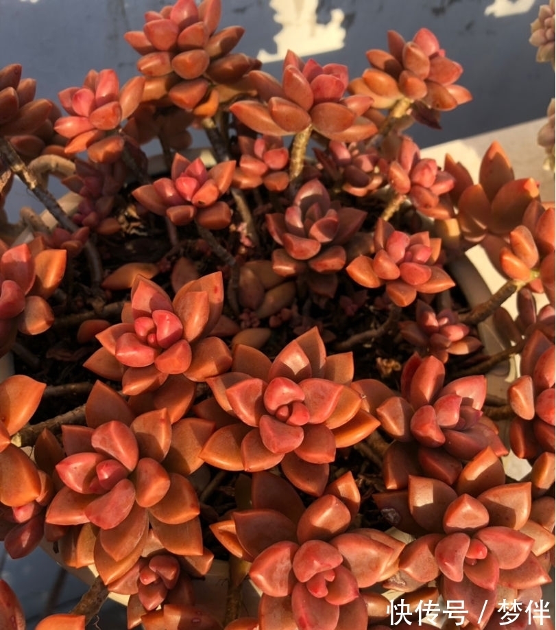 姬胧月掰个叶子,直接平放在土上,一周就生根