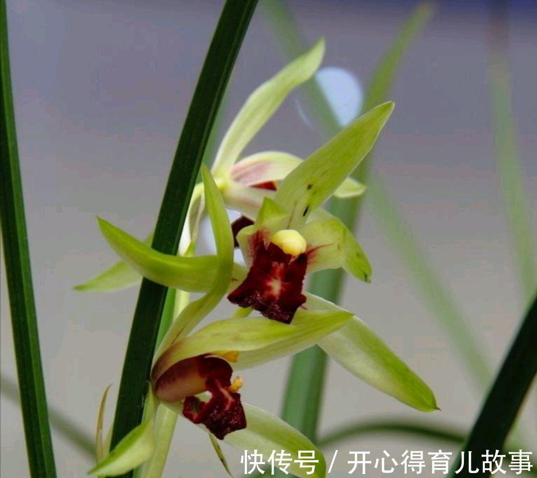 兰花开花后，做好这些，才能快速复壮