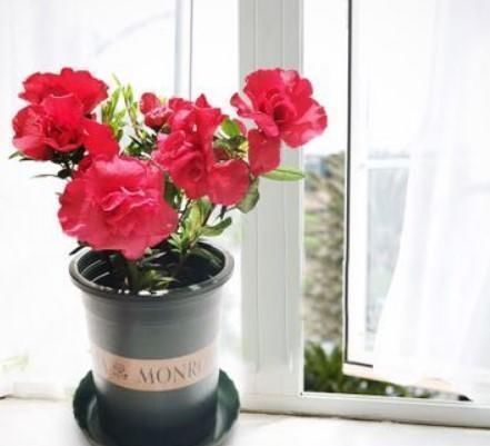 杜鹃花|杜鹃到点就得修剪,株型漂亮,开花还多