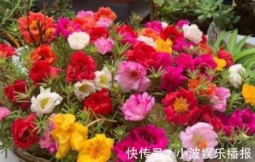 新手|花期最长的盆栽,家里养一盆,全年有花开,观赏性强,新手也能养