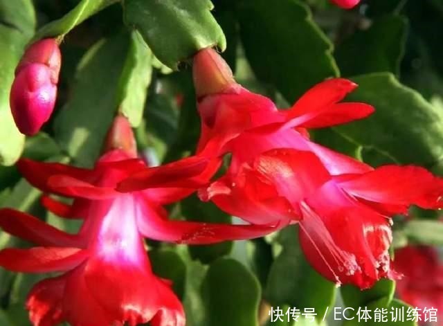 下个月是蟹爪兰的关键时期,有3个细节要注意,否则开花掉一半!