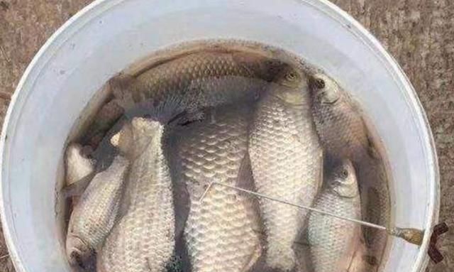 洄弯处|入冬后,大板鲫就难钓?那是你不晓得这3个“藏鱼”之地,莫泄密