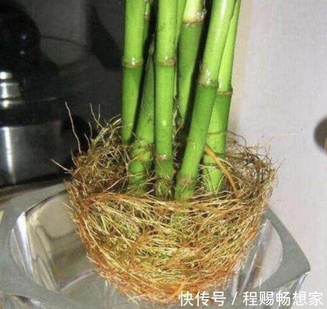 在家养富贵竹,学会自制“透明水”,浇花盆里,半年窜到1米高!