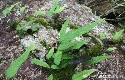 中草药|外形像鸡脚,嫩叶曾拿来喂猪,晒干是药,治疗感冒咳嗽有奇效!