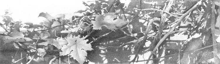 素描#乌克兰画家丹尼斯·切尔诺夫-头像、静物素描