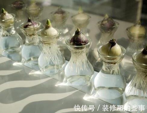 风信子|将这蒜头一样的球根，简单三步处理后，开出五颜六色的花朵