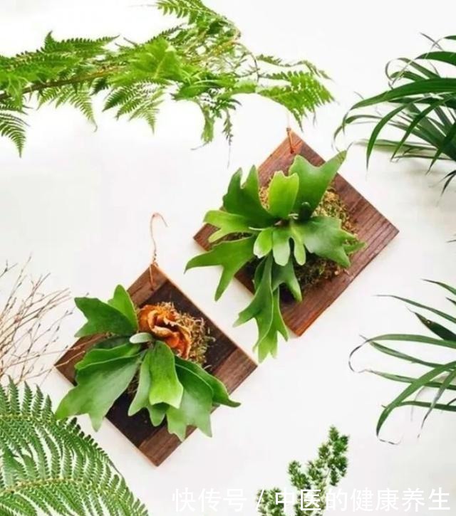 别养绿萝了,这20种耐阴植物,养在家里更合适!