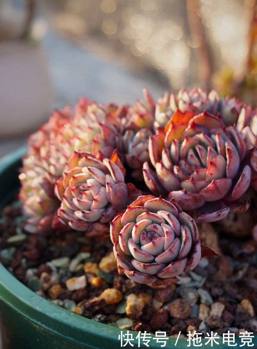 春天,去天台赏肉