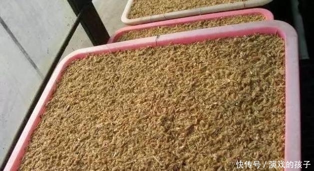 农村人都当垃圾的东西,城里人竟拿来种花,比营养土更好用!