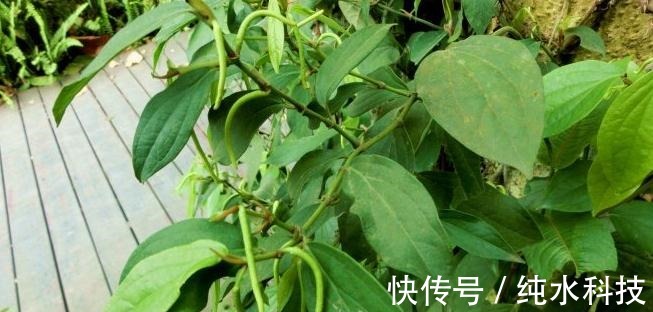 风湿痛|乡下不起眼的植物,曾经不被重视,现在成了稀罕物,价值珍贵