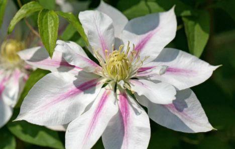 蟹爪兰|几款花卉养在家里,小巧玲珑,长得可爱,胖乎乎颜值超高的