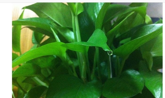 一个鸡蛋养一盆花,枝繁叶茂开花很多,一年不用买花肥