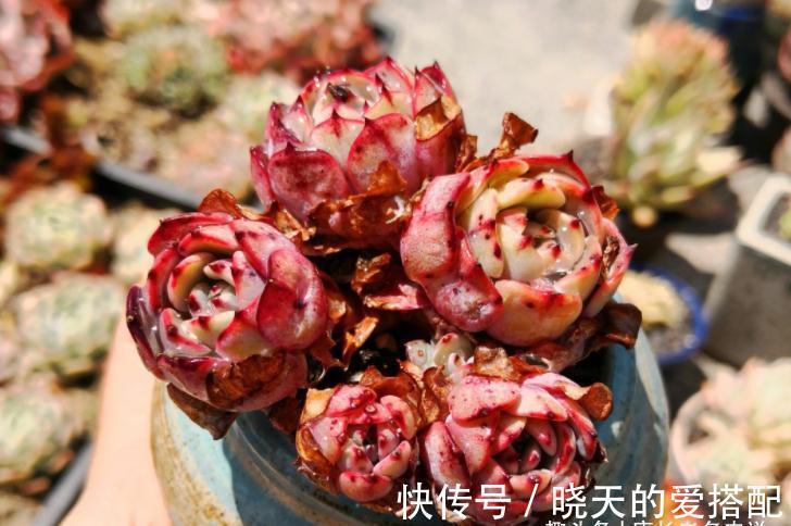 蓝姬莲|有6种水别用来浇多肉,后果要么是盆土板结,要么多肉直接挂掉