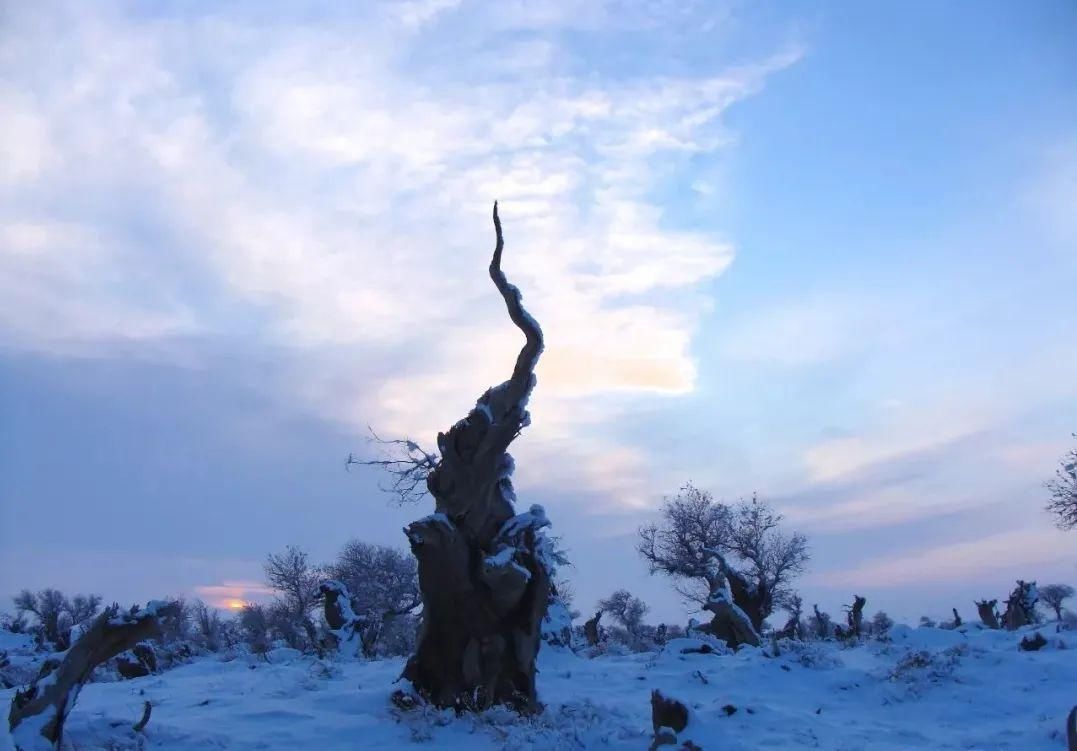 雪天|【酷游哈密】你见过冬天的伊吾胡杨林吗？雪天美成人间仙境