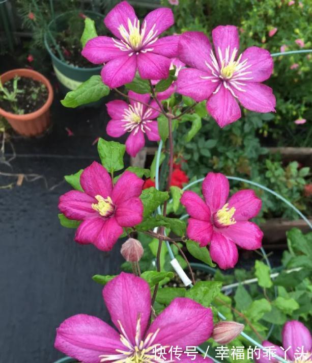 枝条|6种“漂亮花”，冬天剪一剪，保留大花芽，来年开花多一倍