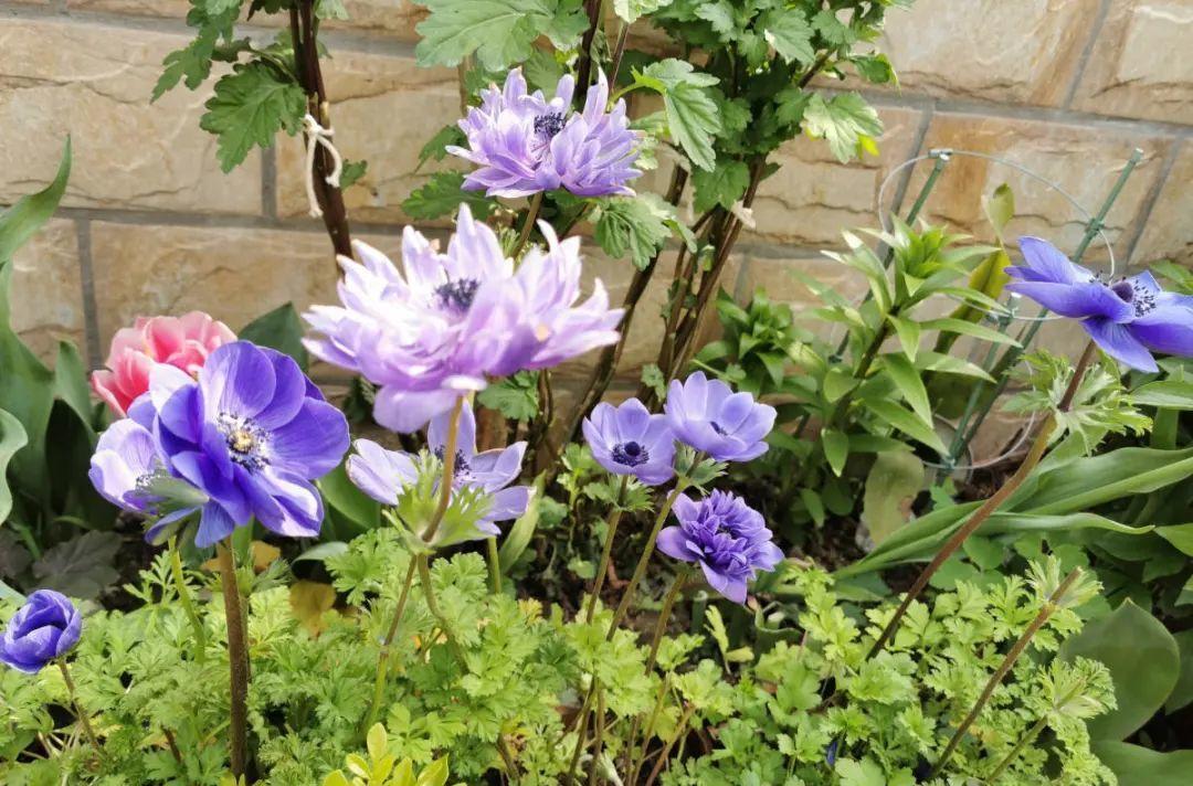 秋天|秋天必养的11种花，冬天特别耐寒，南北方都能养