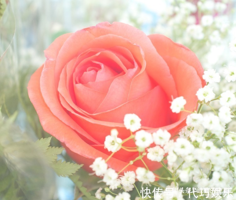 此花|此花被称为“液体黄金”,在我国是侠客的象征,也是世界爱情之花