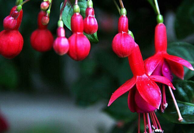 花枝“插”水里,开花百朵,别具一格的美感,看着美翻了!
