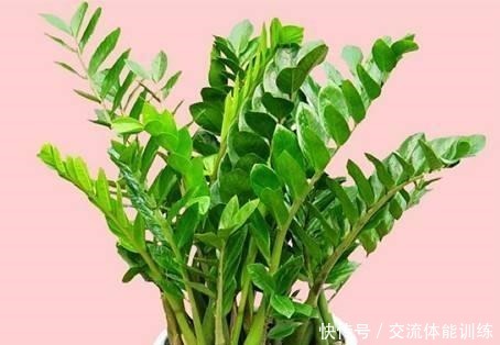 金钱树浇水按照这个方法来,黄叶少,根茎粗壮!