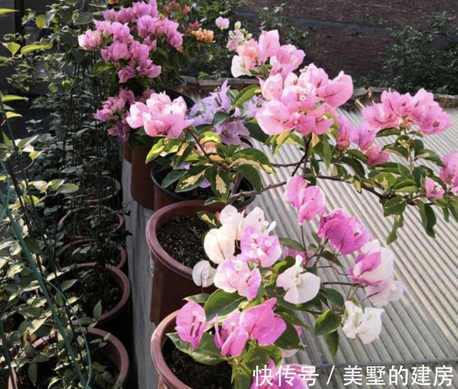 品种|懂花的人,钟爱4种花,开花容易爆,简单好打理