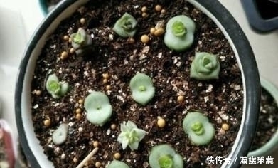 10款能吊起来养的多肉,一个比一个美,还不占地方