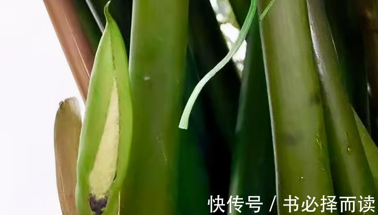 发财树|4种树,花开富贵“好兆头”,难得一见,看看你家有吗?