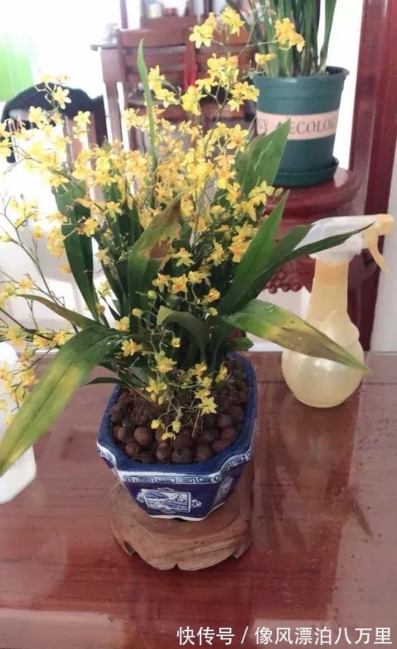 花姿|6种兰花爱开花,一开就变成“花瀑布”,太美了!