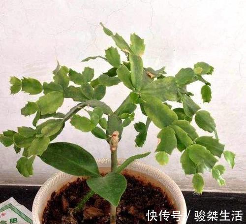 蟹爪兰|不会嫁接蟹爪兰?此3种,有文有图,2分钟学会!