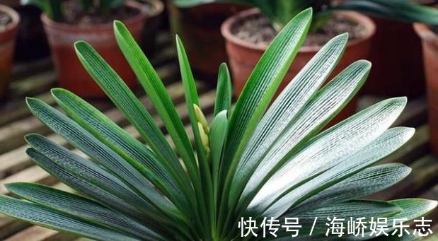 开花|家里的君子兰为什么就是不开花彻底学会这些 其实不难！