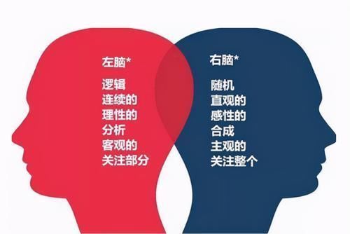 苗子|右脑发达的孩子,大多有以下特征,日后多半是学霸的“苗子”