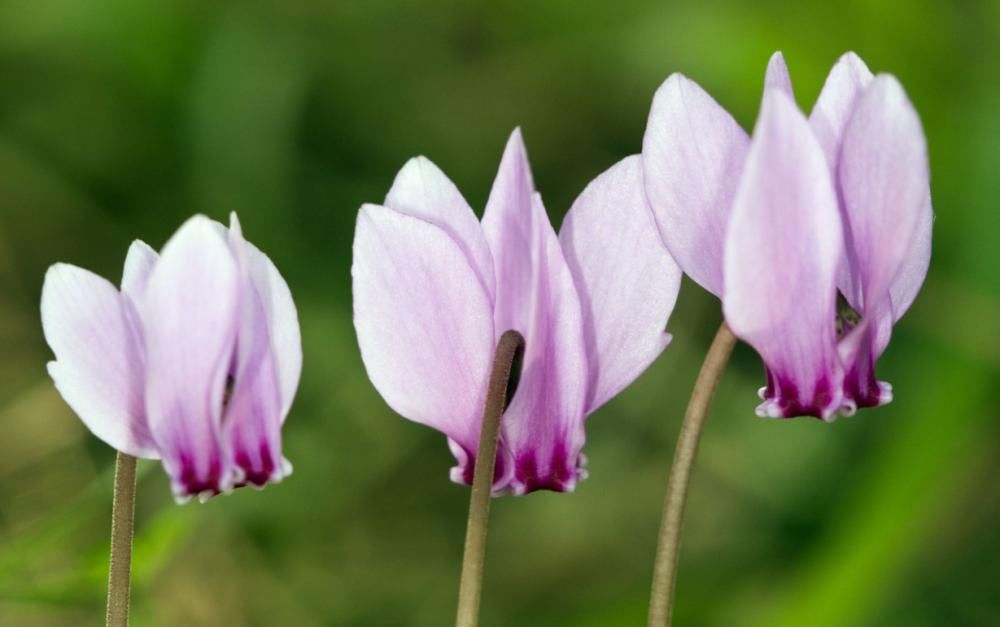  刚买的仙客来没几天就变软、倒伏，怎么养，能避免萎蔫，延长花期